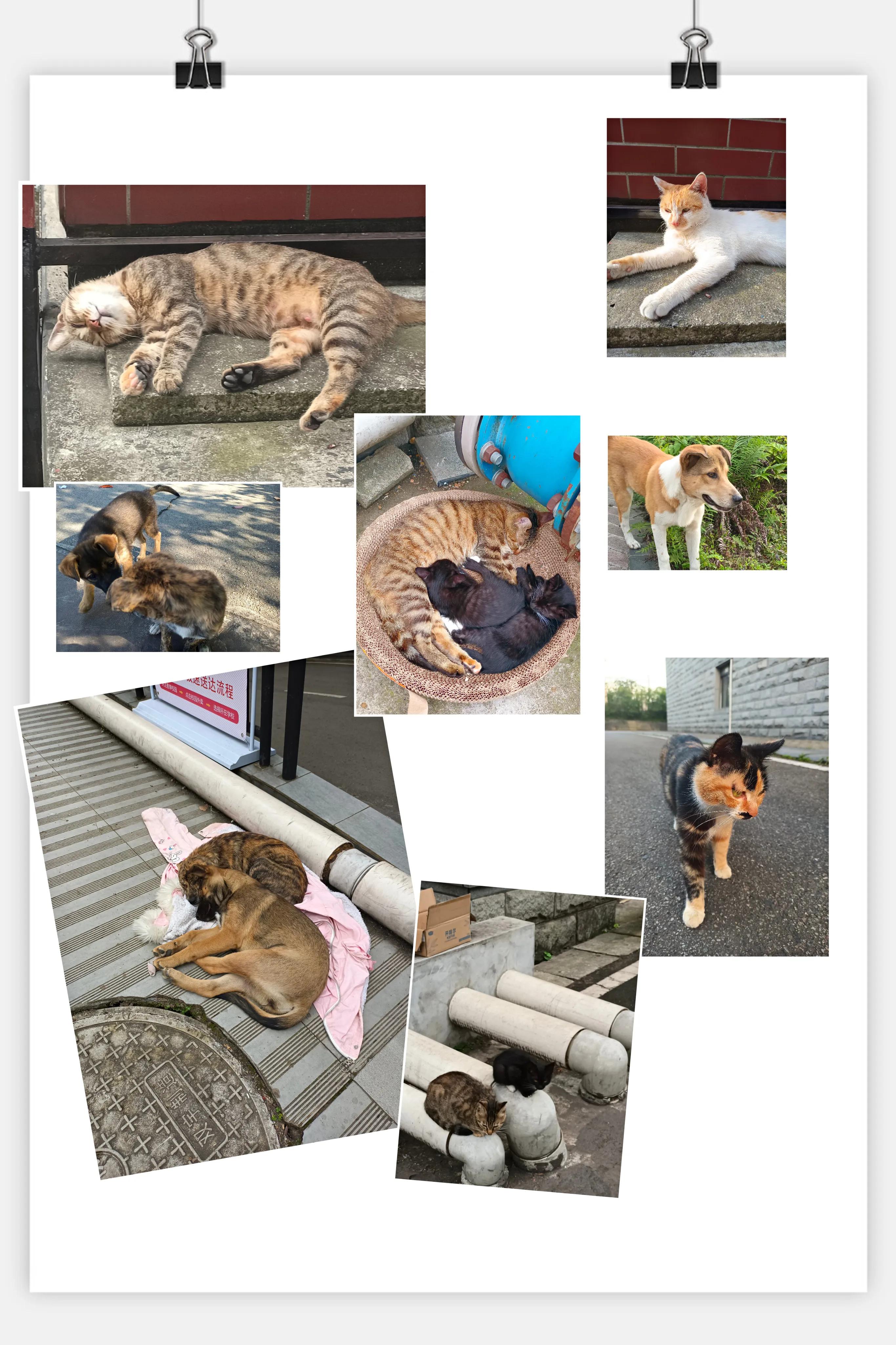 西南财经大学天府学院什么专业好,西南财经大学天府学院是什么档次