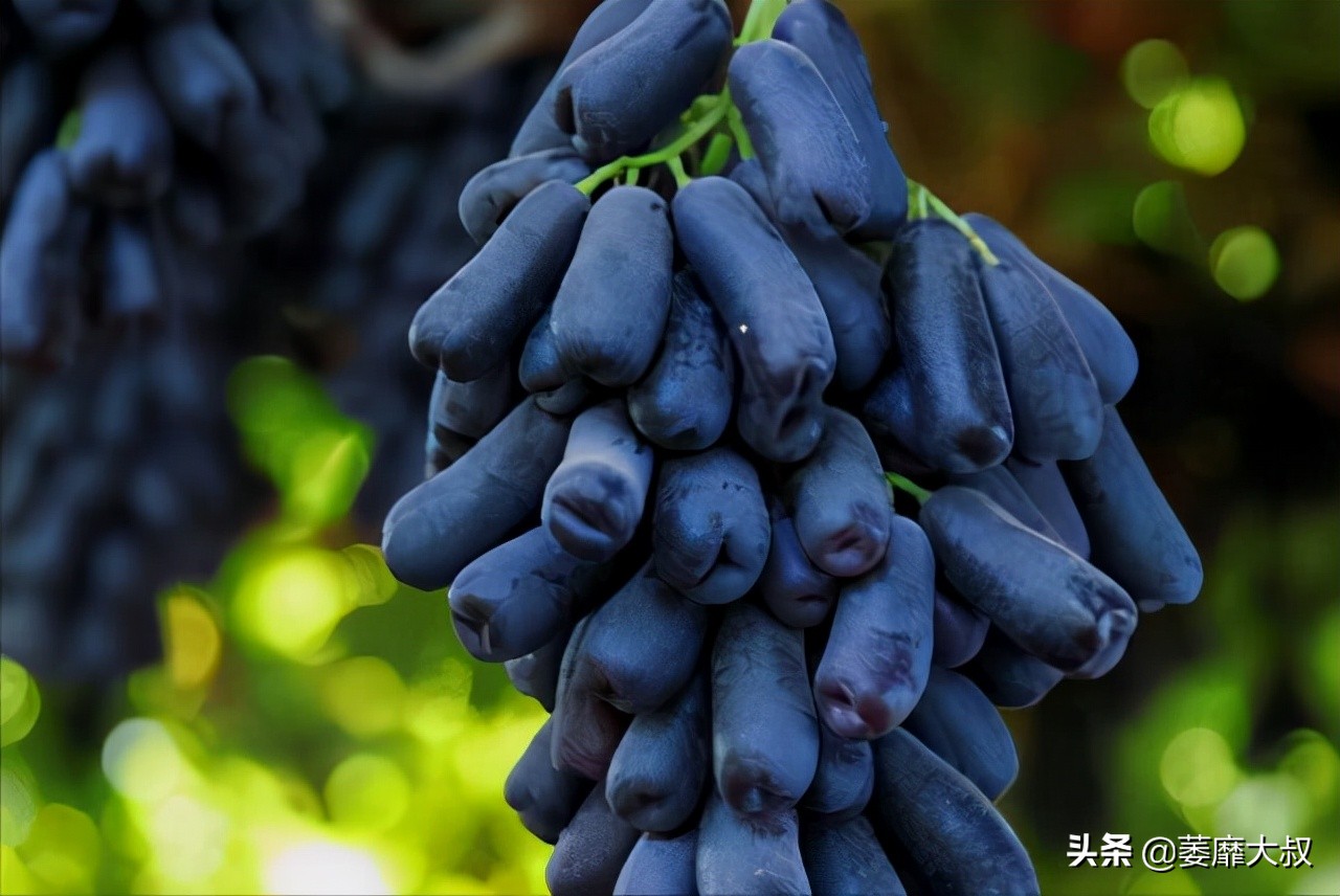 阳台选了它比花还漂亮,适合阳台可以吃的植物