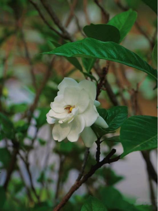 落叶知秋愿所有美好如期而至,落叶知秋愿所有美好不期而遇