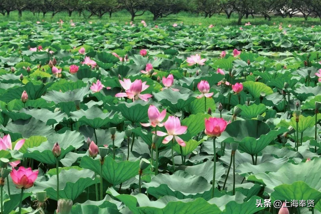 休憩一夏，趣味海湾