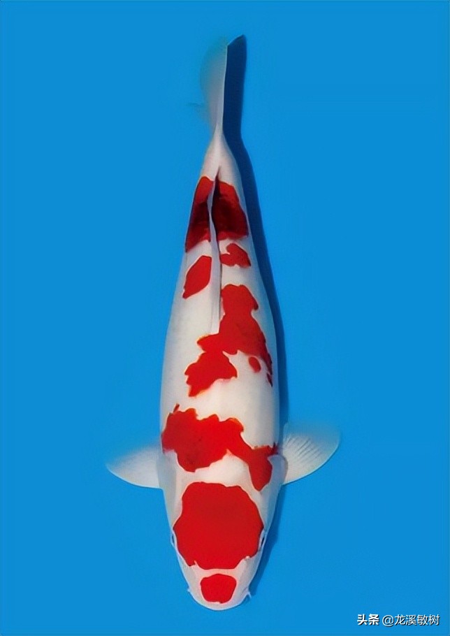 锦鲤分多少种什么样的锦鲤最好养,锦鲤要怎么选才能选到好的锦鲤