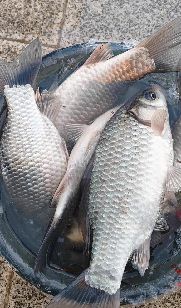 初春蚯蚓钓鱼的技巧和方法,春季钓蚯蚓正确方法与技巧