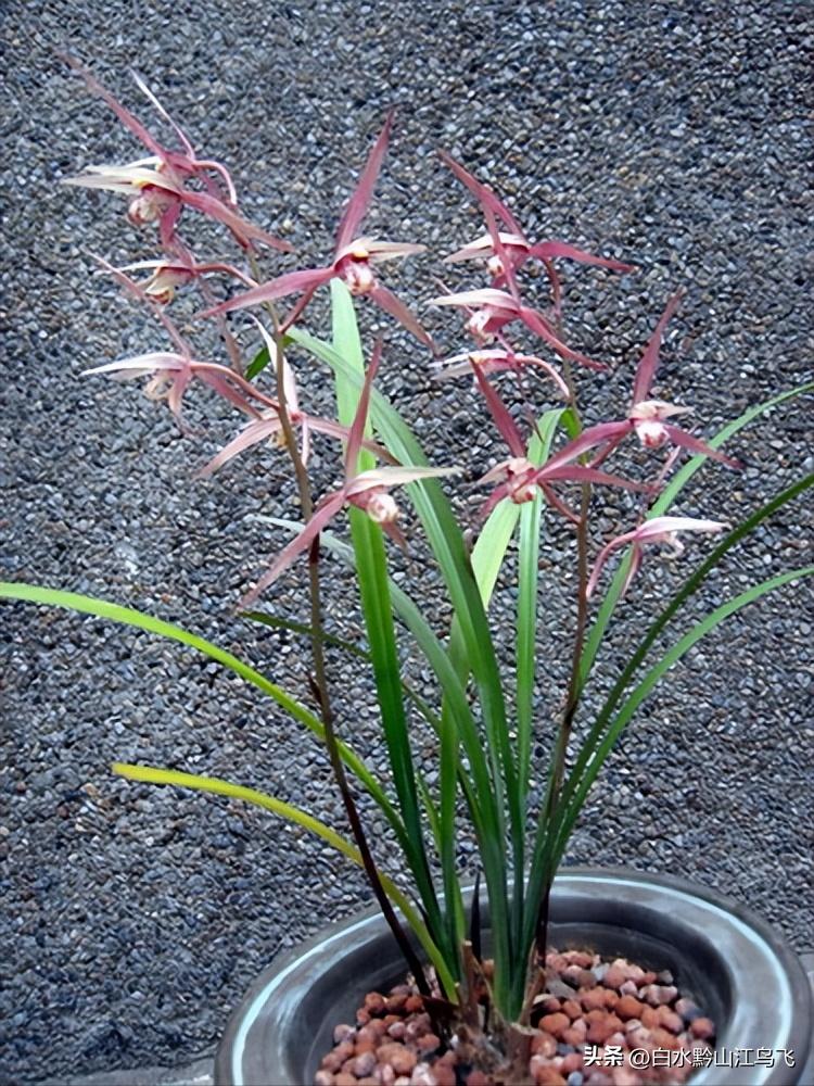 兰花三种生长方式,养兰大忌兰花出了花朵要注意什么