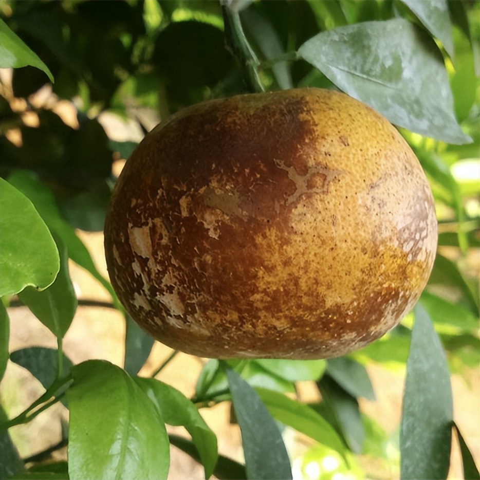 柑桔锈壁虱何时打药,防锈壁虱的最佳方法