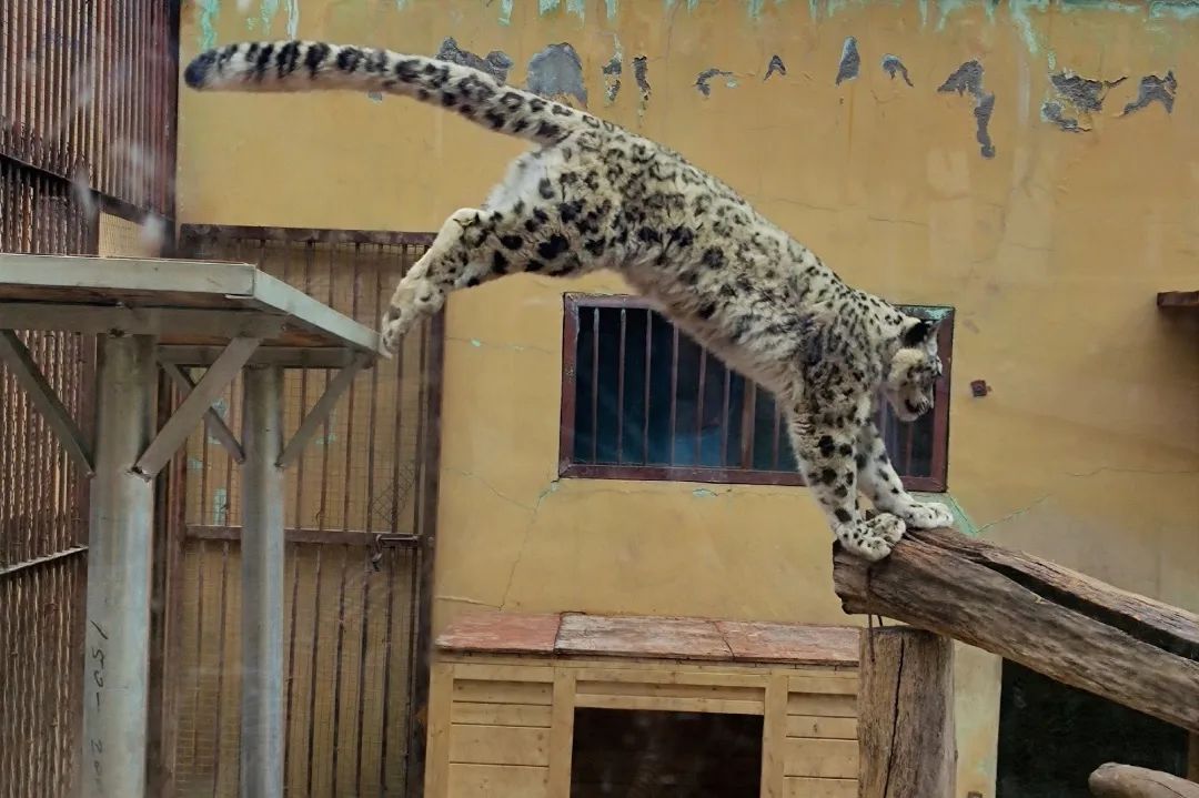 中国首只人工繁育兔狲离世,兔狲思邈怎么死了