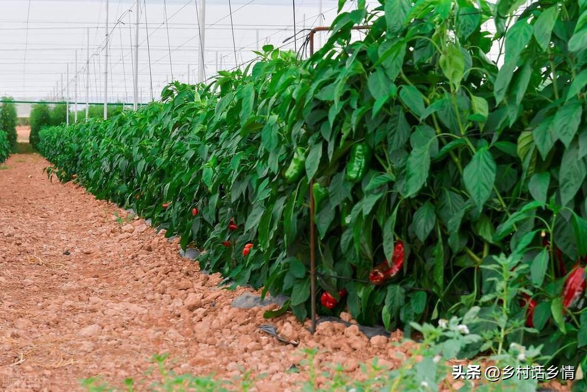 蔬菜三减三增种植技术,蔬菜种植小知识助农扶农
