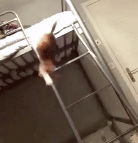 两只猫打架引众猫围观,两只猫打架一只翻肚皮