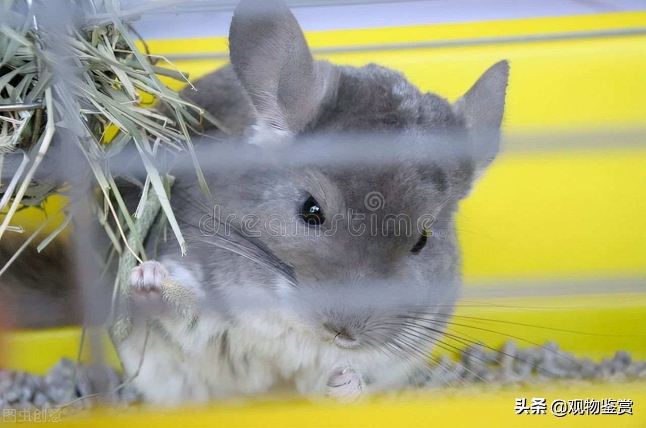 仓鼠咬笼子该怎么办,如何解决仓鼠啃咬笼子的问题