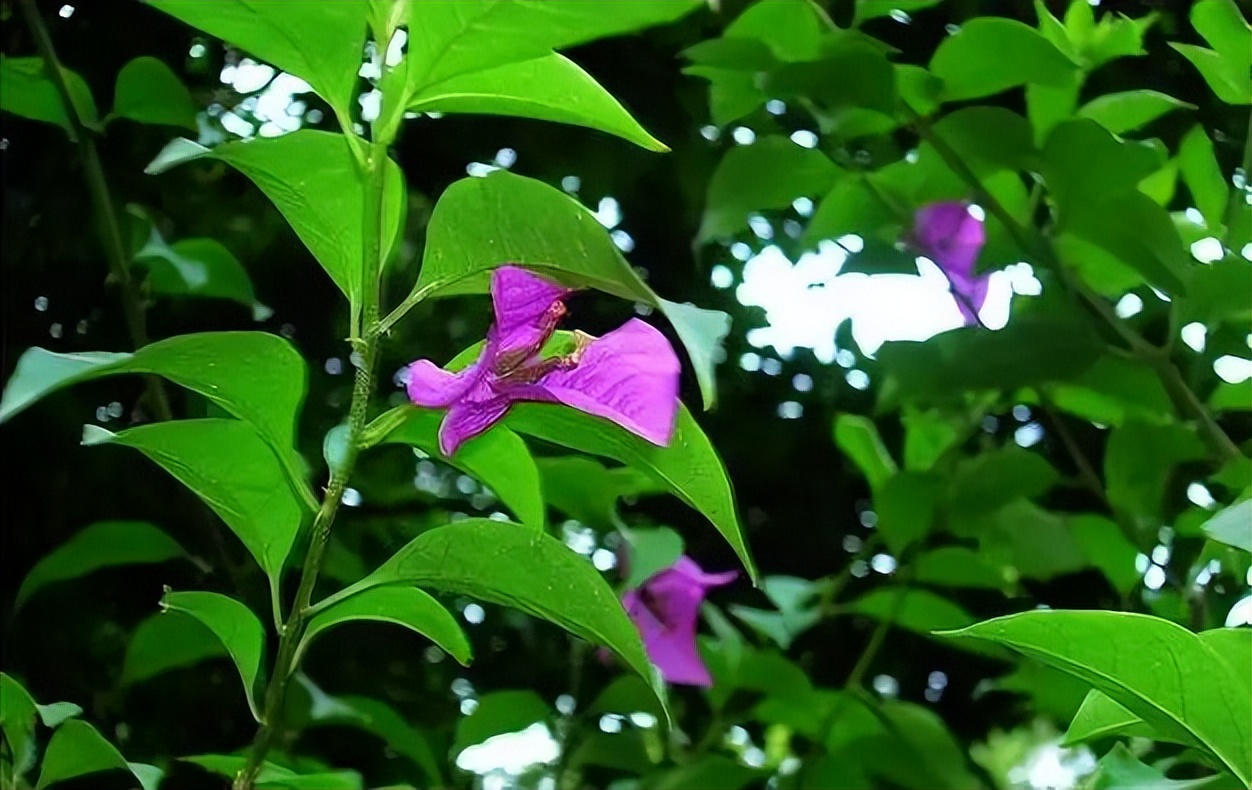 植物识别小口诀，总结的太全了！