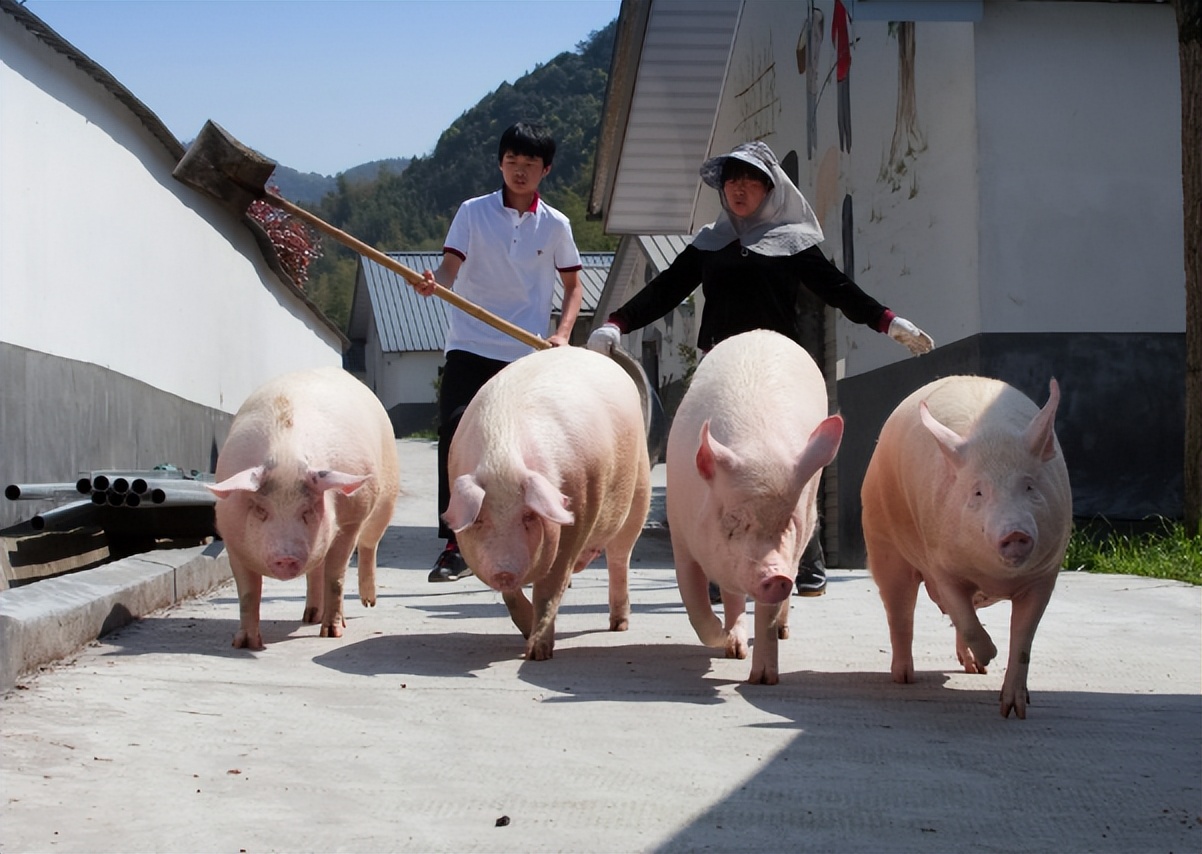 为何农村老一辈没有人搞养殖成功,家里人反对农村养殖