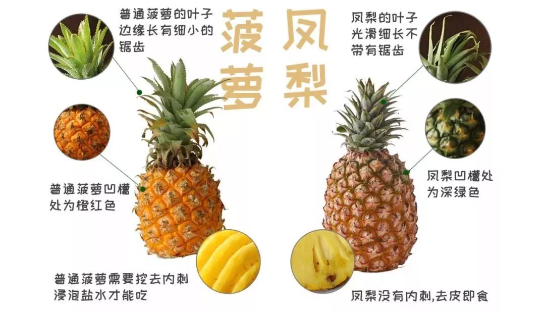 菠萝与凤梨有什么区别,金钻凤梨与菠萝的区别