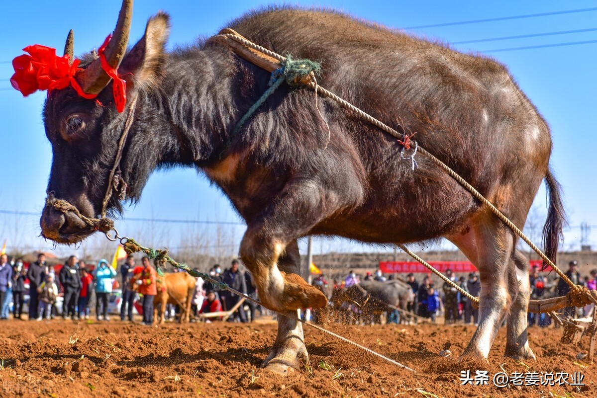 2023年养牛市场前景如何,牛价暴跌养牛人该何去何从