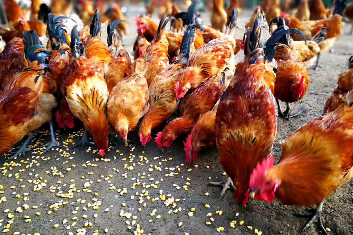 怎么识破养鸡回收骗局,养鸡给鸡苗包回收是不是骗局