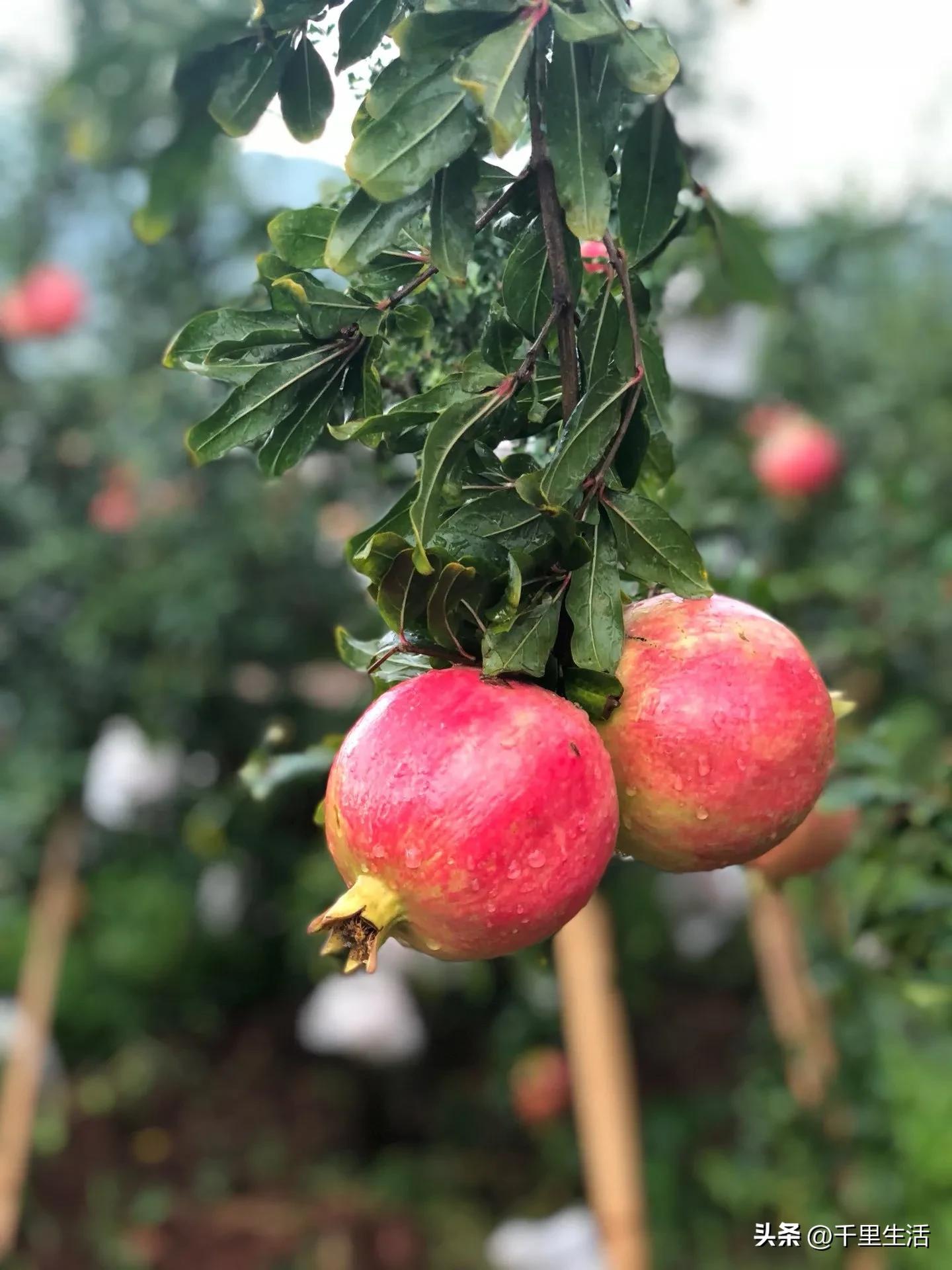 突尼斯软籽石榴超级好吃,突尼斯软籽石榴不用吐籽就能吃