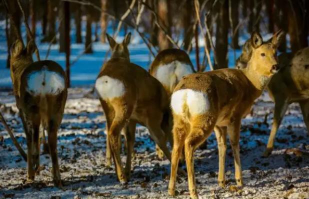 为什么说傻狍子是东北第一大神兽,中国第一神兽傻狍子到底有多傻