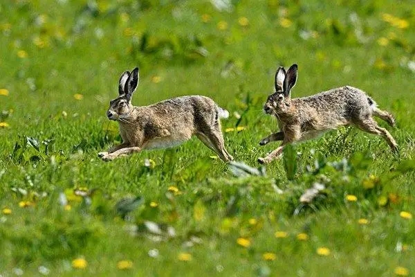 年轻和成年欧洲野兔股骨的形态特征、矿化和力学特性分析
