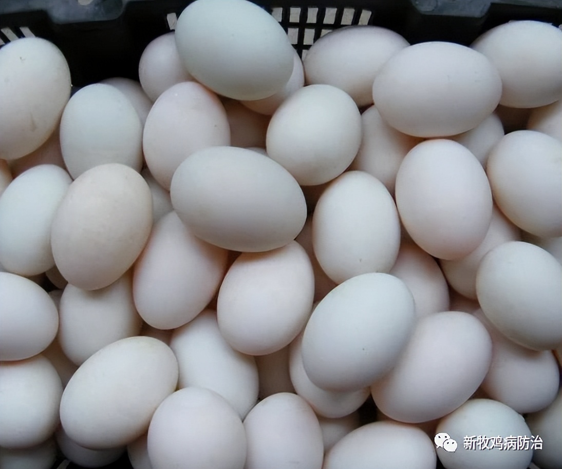 鸭生软壳蛋是怎么回事,鸭下软壳蛋原因