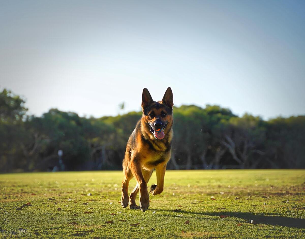 德国德牧配种技术操作规程,德国牧羊犬怎么配对
