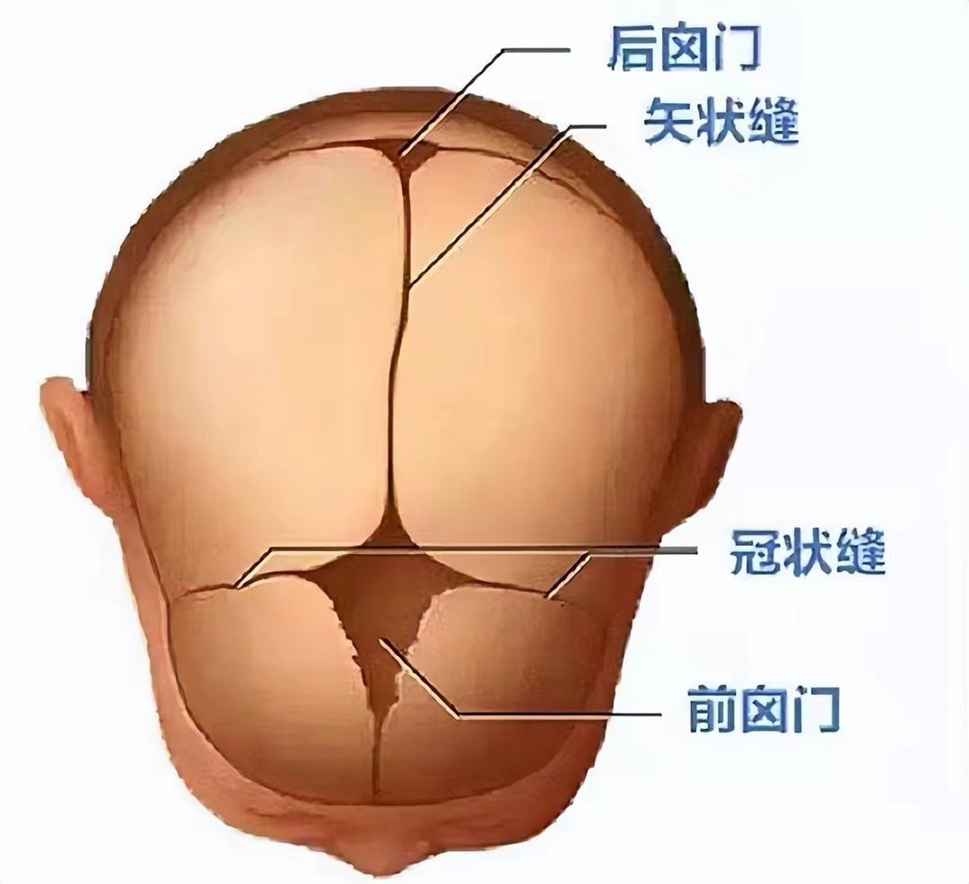 袖珍人梁小小刚刚出生的样子,袖珍女孩梁小小现在长大的样子