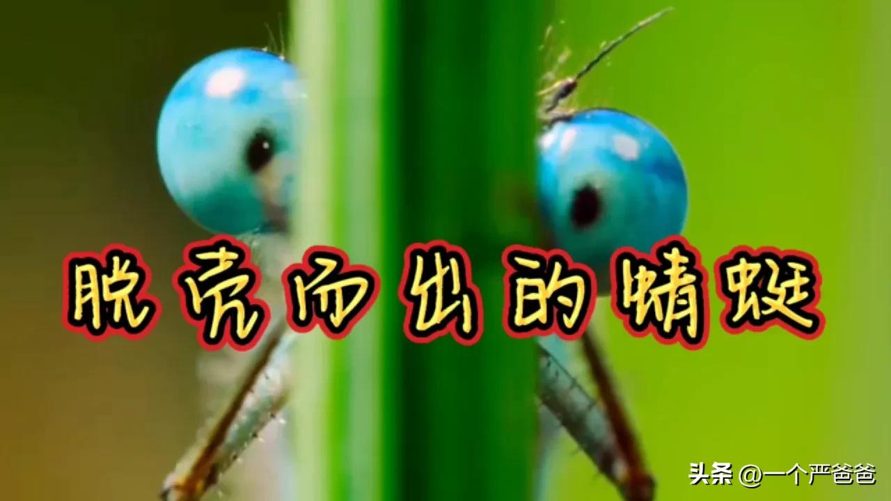 雌雄蜻蜓都能点水吗,蜻蜓为什么要点水呢
