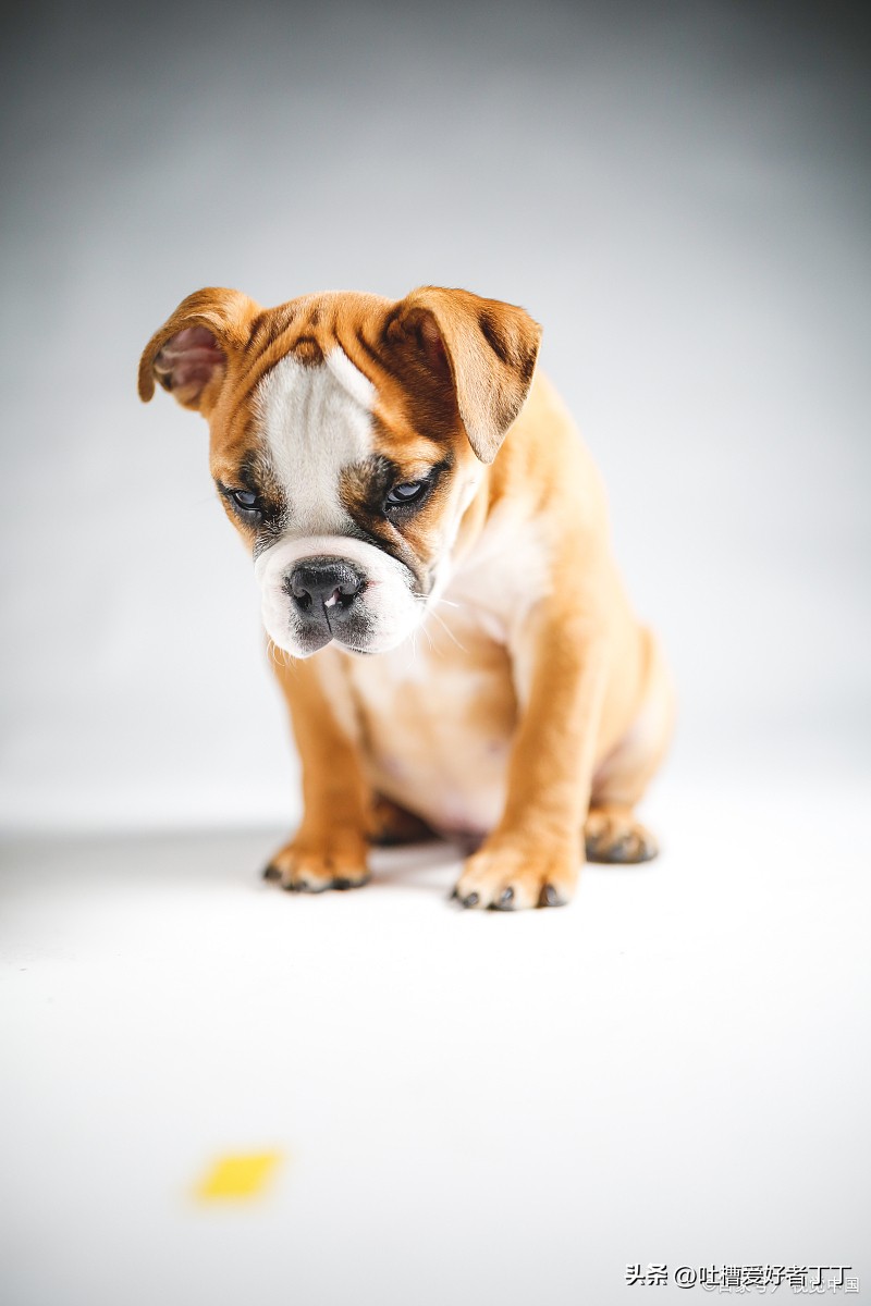 女生分手后养狗的心理,喜欢养狗的女生人品怎样