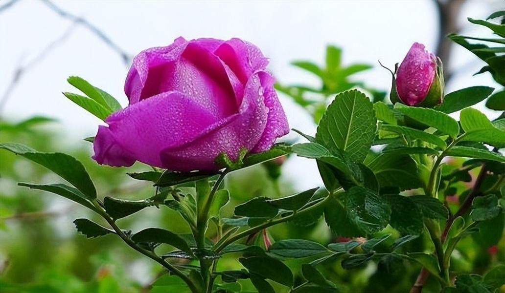 玫瑰花的诗句唯美大全,关于玫瑰的唯美诗句及解析