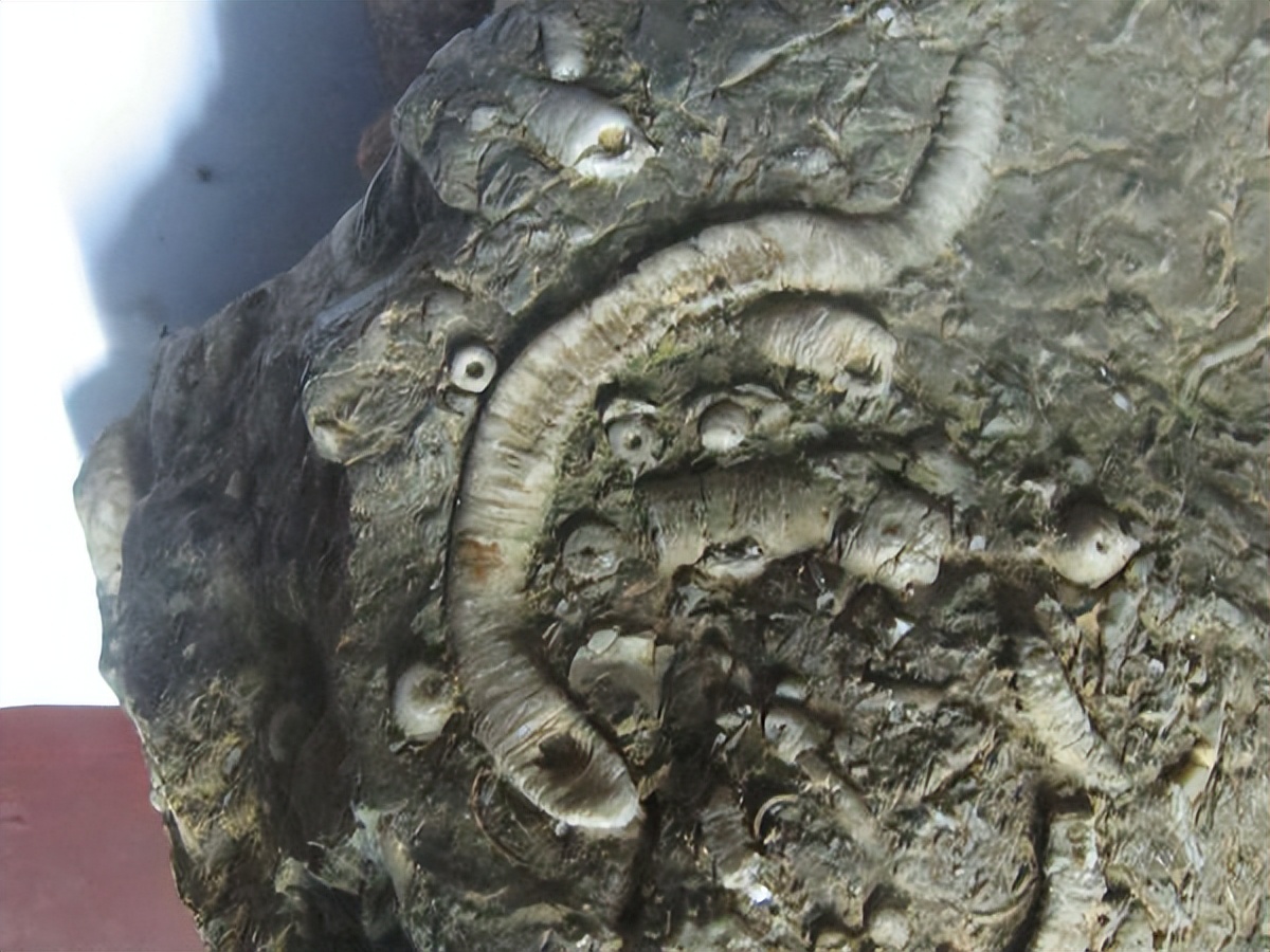 头上长角的长寿老人,107岁老人头上有个长犄角