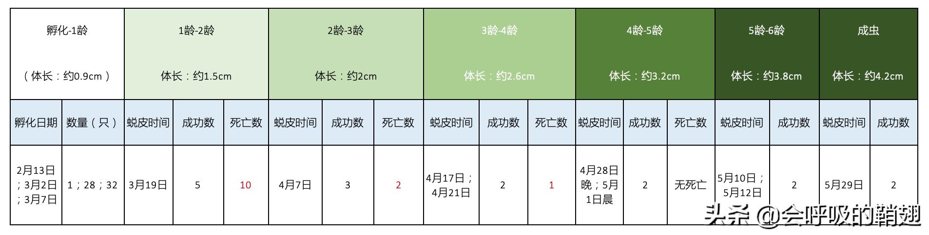 螳螂养殖报告,螳螂饲养观察记录表