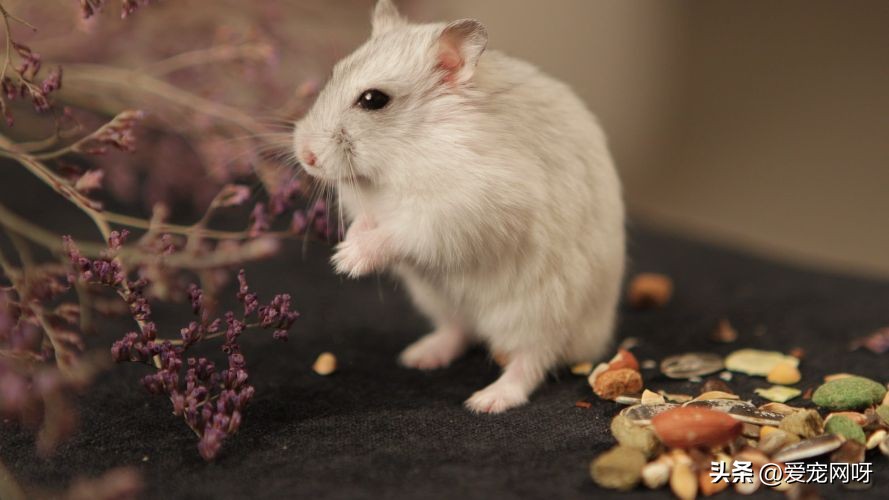 仓鼠常见疾病及治疗方法,仓鼠常见的病用什么药