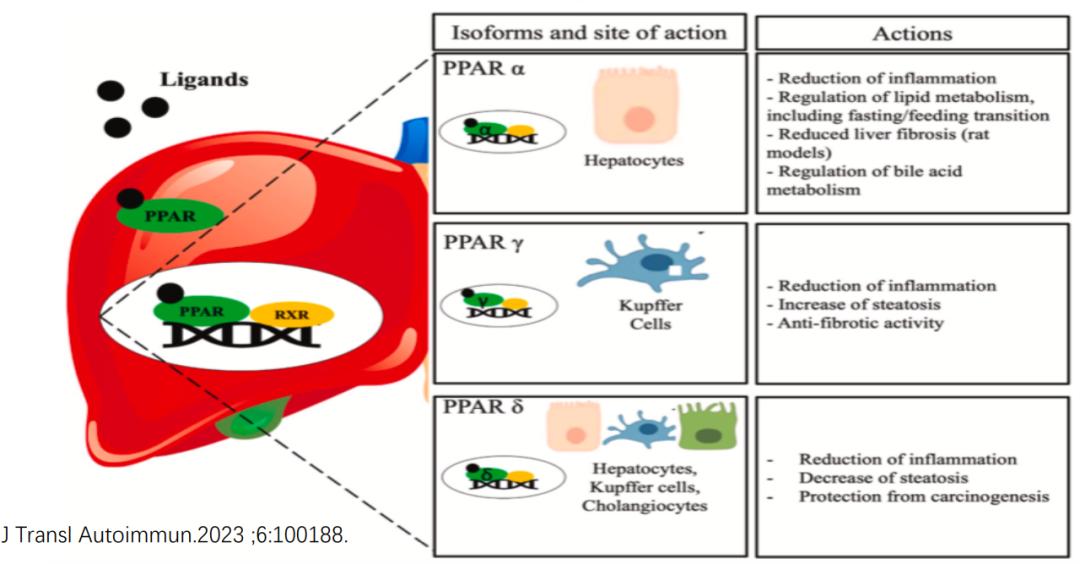 段维佳教授：谈肝论道，细说PBC与PSC的新药研发进展