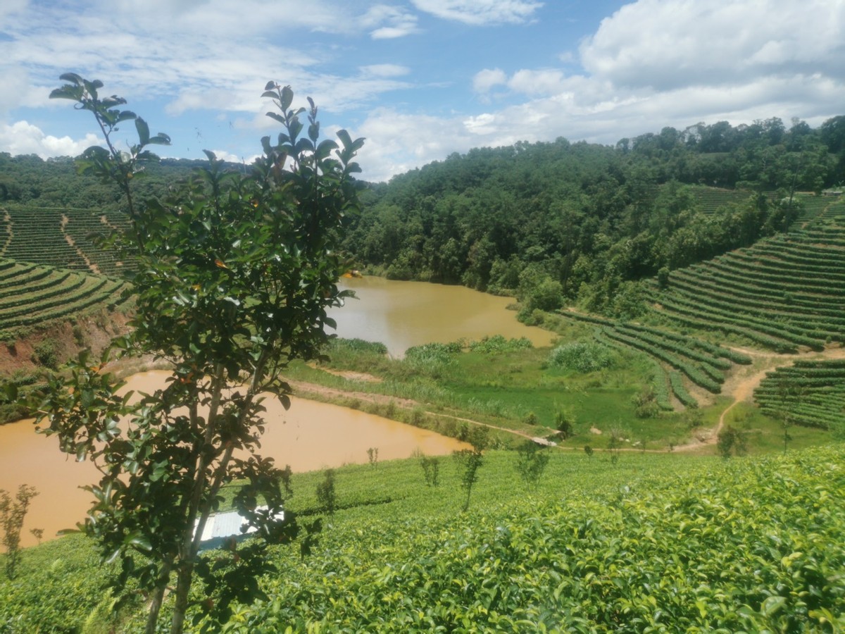 西双版纳翡翠比大理便宜吗,西双版纳被称为绿宝石