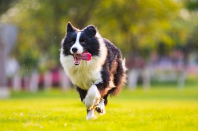 最粘人的六种狗,最忠诚粘人的狗有几种