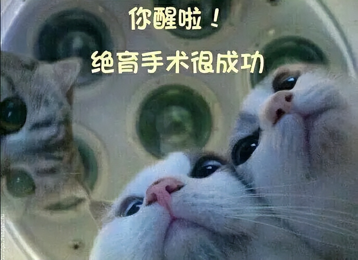 公猫绝育手术后多久才能恢复正常,布偶公猫绝育手术后的护理