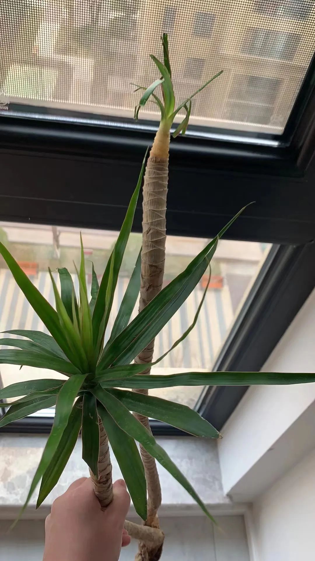 千年木树顶发黄怎么办,千年木叶子变软耷拉