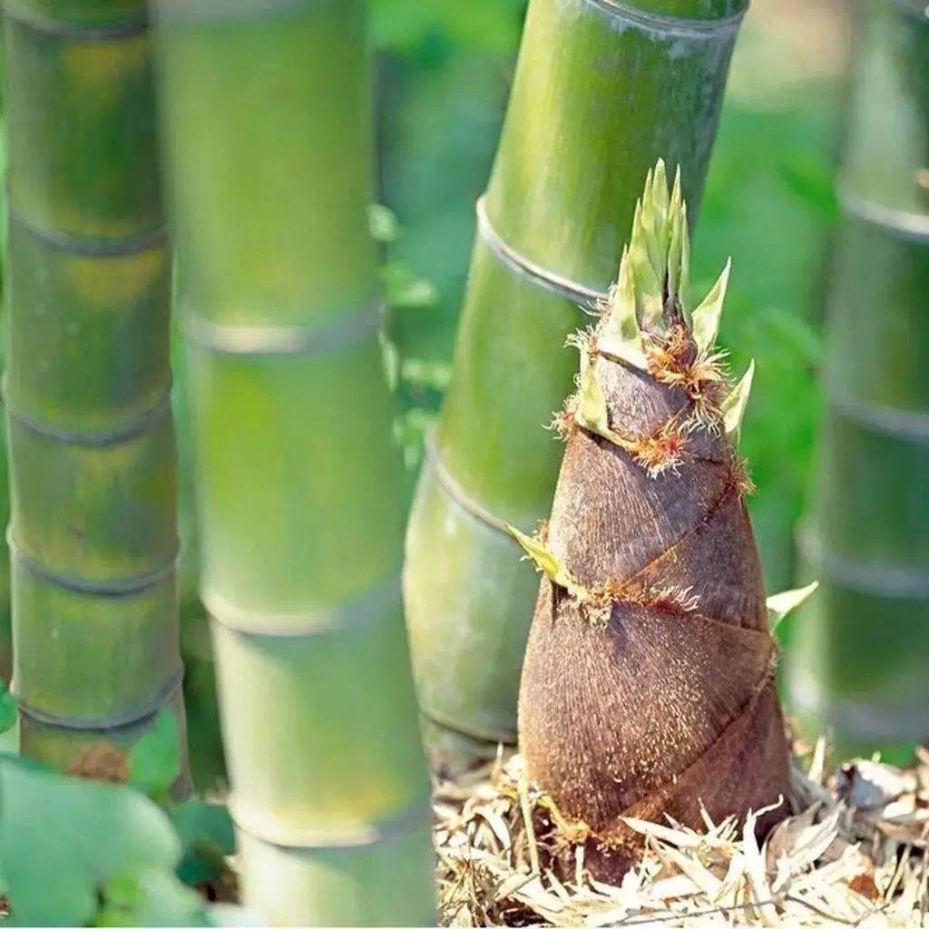 浙江春菜上新品尝春天第一口鲜,春菜正当季快来尝尝春天的味道