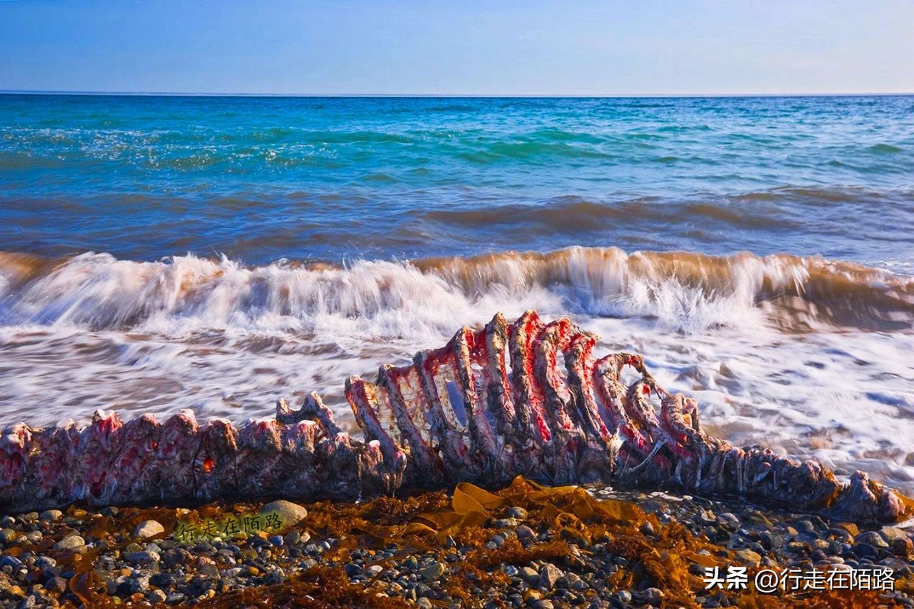 被老外忽悠的因纽特人,因纽特人被忽悠拍摄