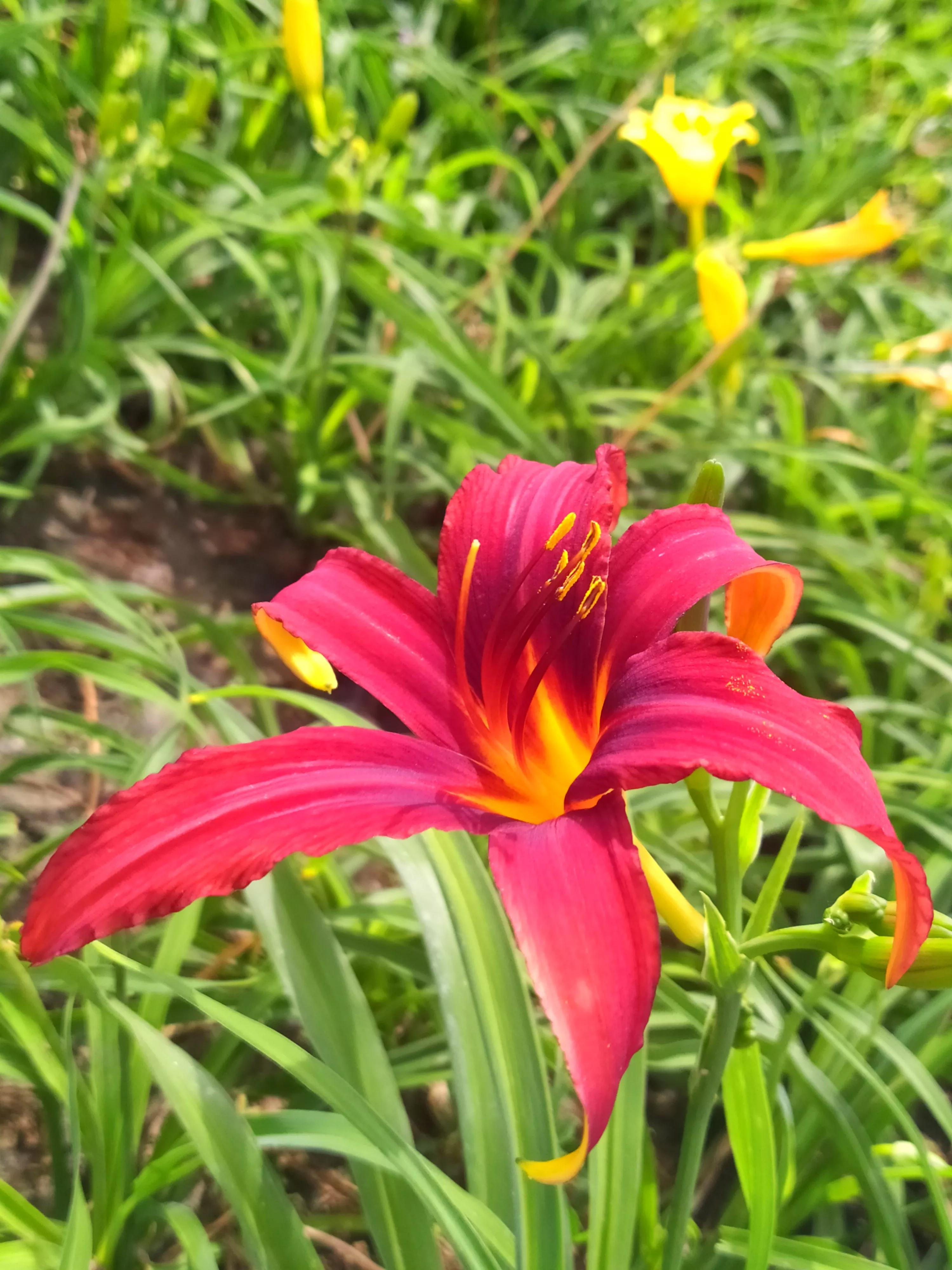 萱草花几种色,萱草花什么颜色
