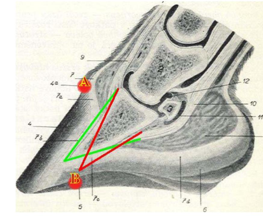 奥运会马术运动员摔死亡,奥运会马术比赛选手丧生
