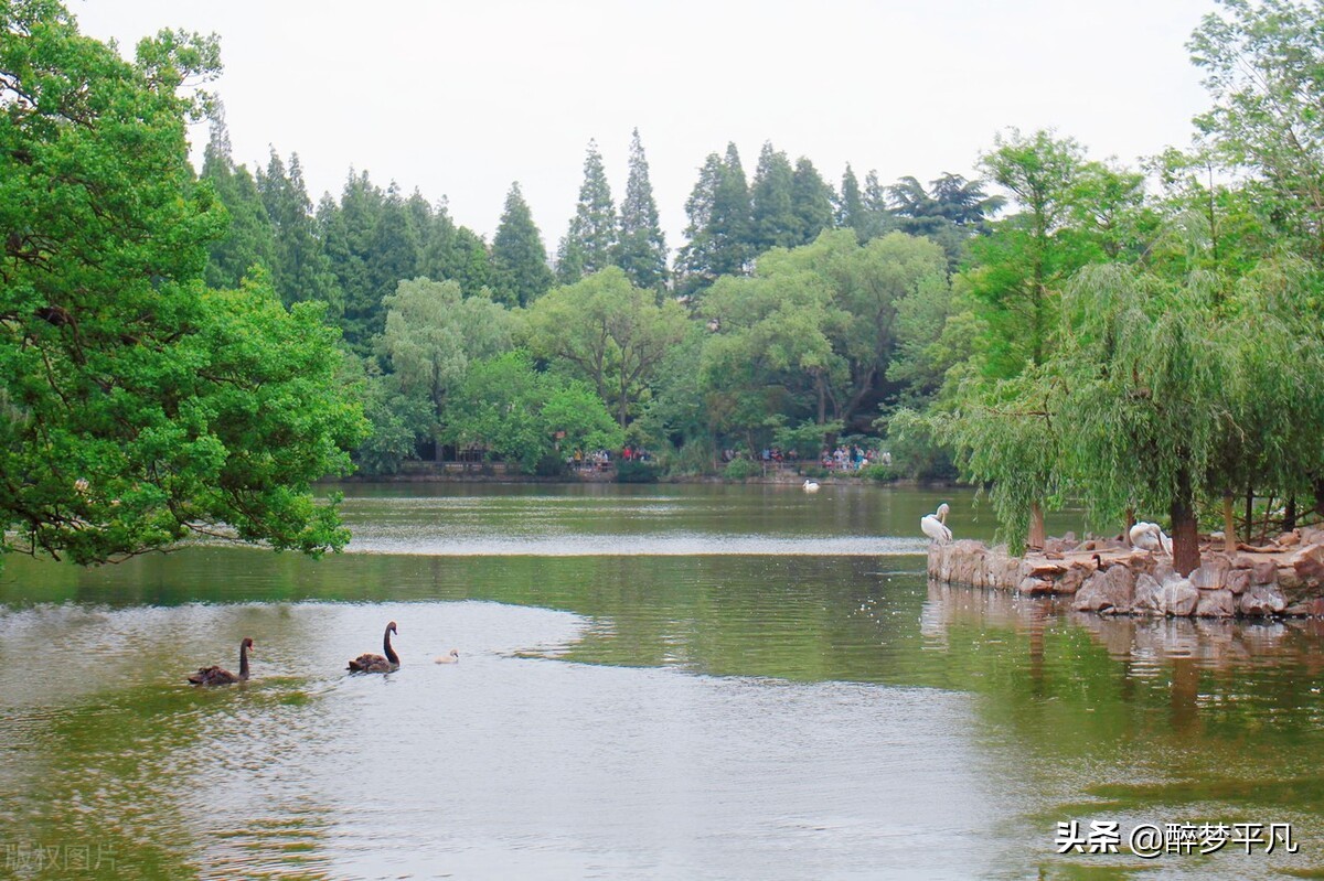 上海野生动物园70岁老人免票吗,上海野生动物园门票预订app