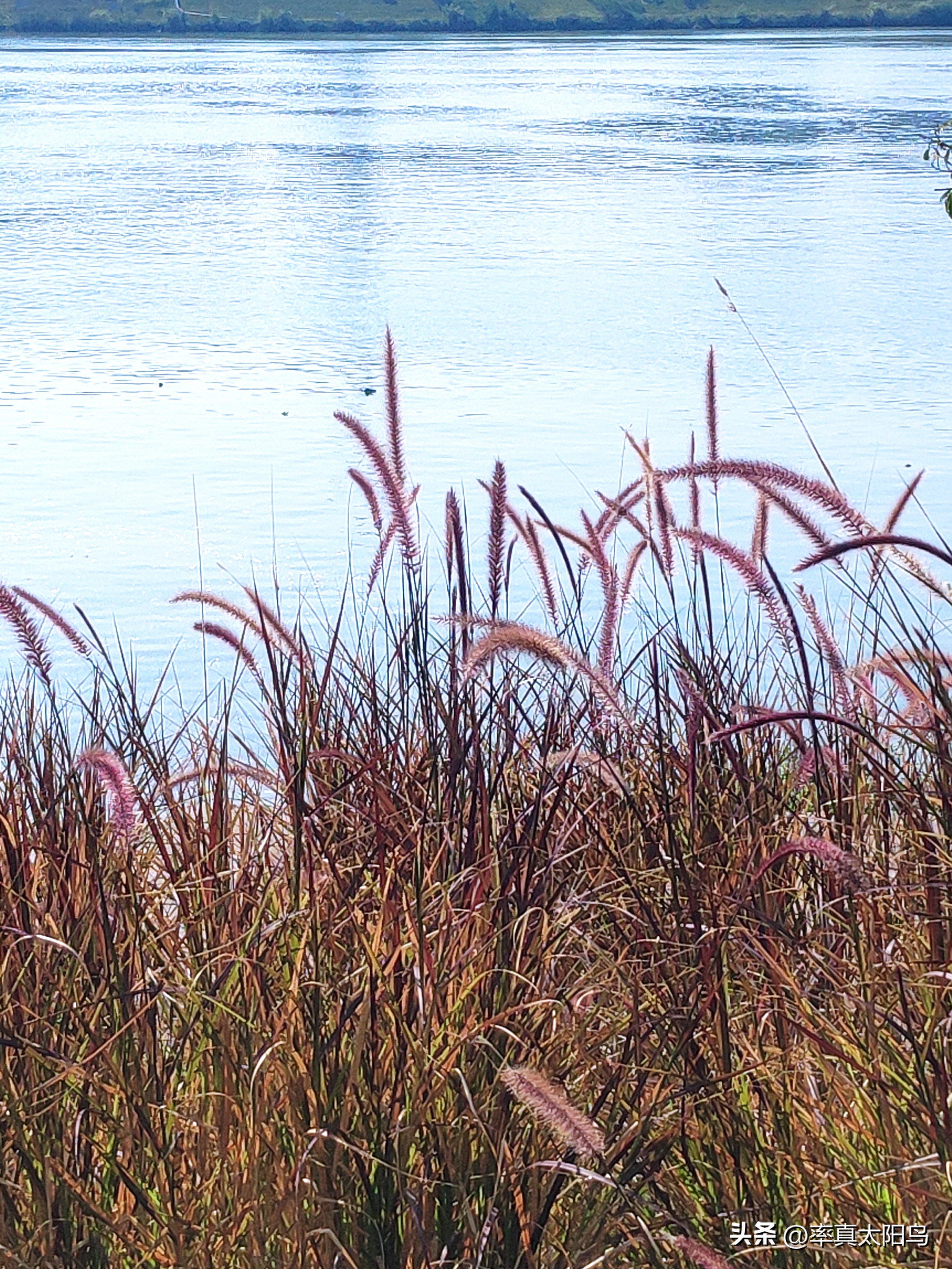 秋水之韵文章,秋水之韵抖音