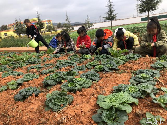 小学劳动教育简报,云南省曲靖市马龙区鸡头村小学