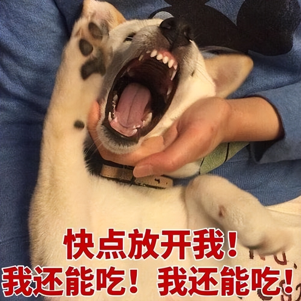 这几种食物对狗狗来说越吃越伤身,狗狗常吃这些食物身体倍儿棒