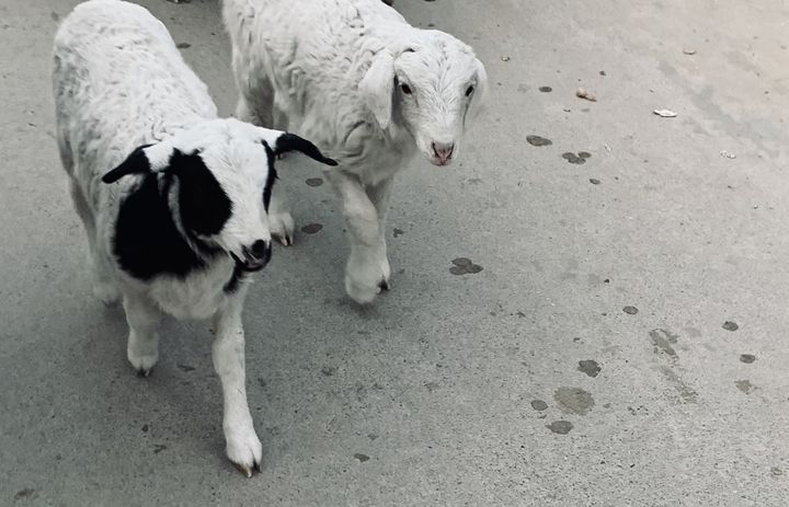 新手养羊这五点一定要了解,养羊的正确方法和感受