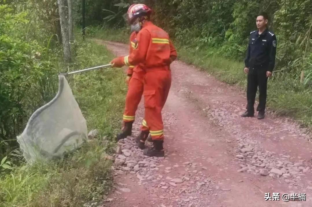 蛇出没的地方怎样预防,野外遇到蛇注意事项