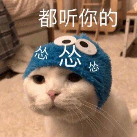 对待猫主子的正确方法,猫主子离家出走