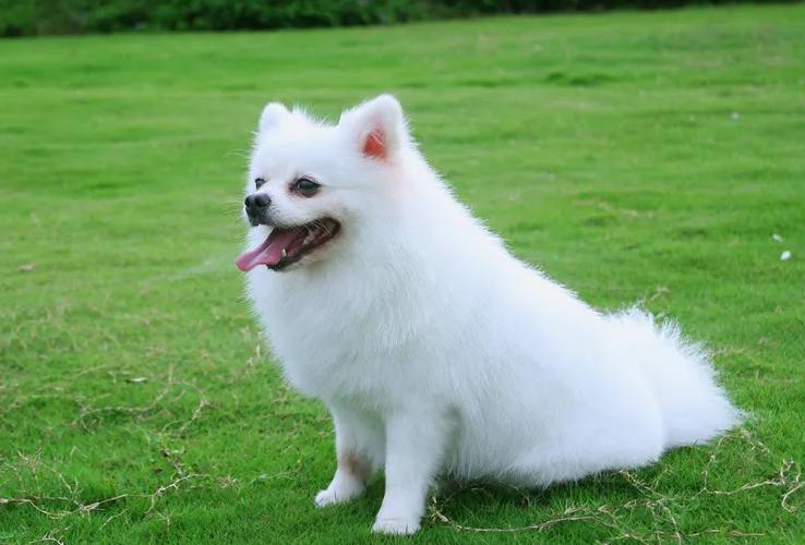 狗狗髋关节治疗,狗狗髌骨脱位科普