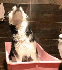 不臭好养的小型犬,体味轻的大型犬