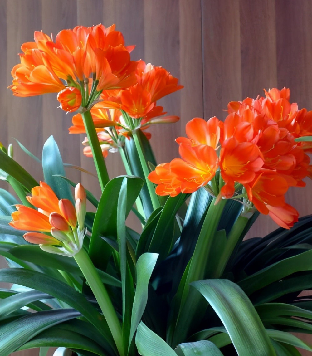 家庭客厅养什么花好看又旺财,客厅最吉祥的三种花