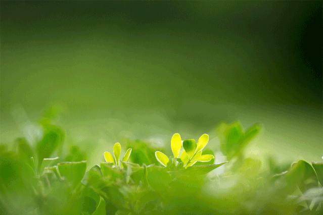 读散文成长,春天里的成长散文