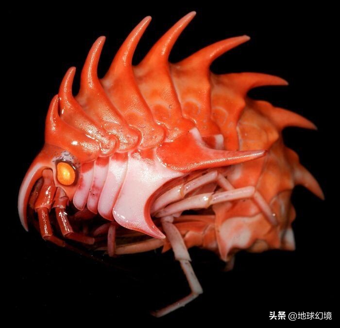 十大深海神秘巨型生物图片,天空拍到的像水母生物图